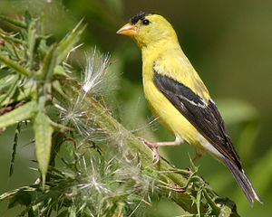 Eastern Goldfinch
