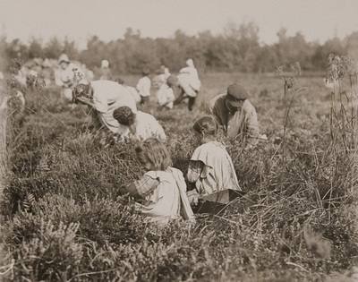 Cranberry pickers 1938