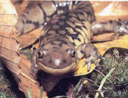 Eastern tiger salamander