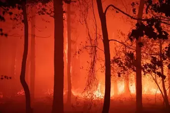 PINELANDS FOREST FIRE