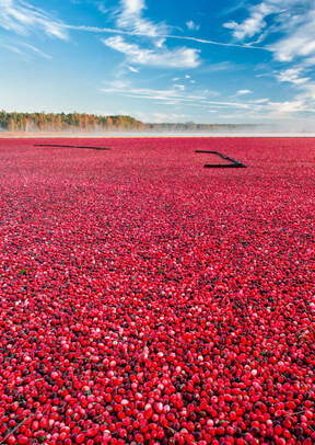 Cranberry bog Pinelands Picture